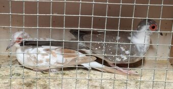 Kanáriky,Holubky diamantové - 3