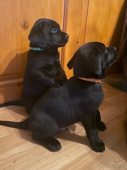 Šteniatka LABRADORA - 3