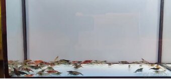 Predám sladkovodné krevetky MIX - 3