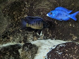COPADICHROMIS SP. KAWANGA DARK BLUE - 3
