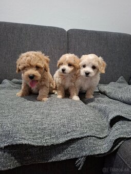 Maltipoo - 3