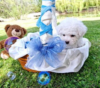 Bichon Havanese /Havanese / Havanskÿ Psík - 3