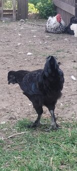 Kohut Ayam cenami x hodvabnicka - 3