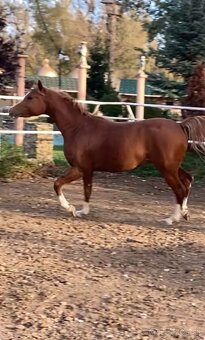 Arabsky plnokrvnik - 3