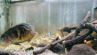 Predam cichlidy - 3