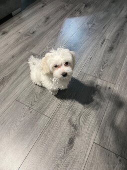 Predám Šteniatko Čistokrvneho Maltezaka - 3