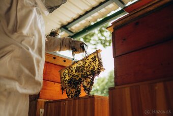 Predám včely - 3