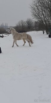 Predám pony kobylu - 3