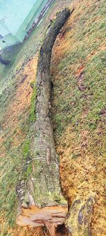 Predám zrezaný kmeň čerešne - 3