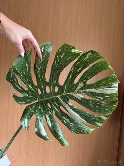 monstera thai vrcholovy odrezok - 3