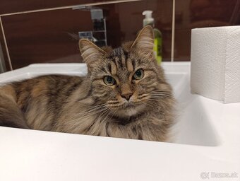 Mainská mývalia mačka bez PP - 3