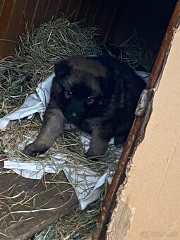 Predám nemecky ovčiak - 3