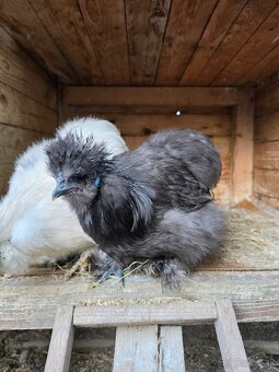 Hodvábničky USA - 3