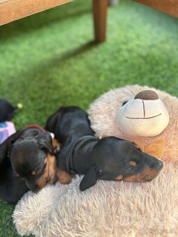Šteniatka dobermana - 3