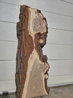 Očkový brest 1130×430×55 mm - 3
