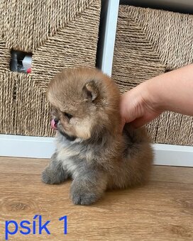 Pomeranian mini Boo - 3