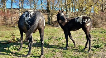 Roční appaloosa klisna - 3