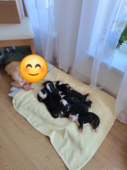 Bernský salašnícky pes🐶 - 3