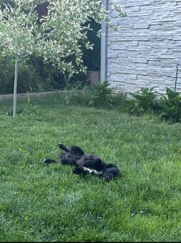 Darujem 8 mesačne šteniatko. - 3