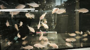 Akara Heckelli albino ,Heckeli - 3