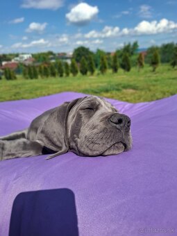 Nemecká doga modrá - 3