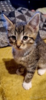 Mix Maine coon - 3