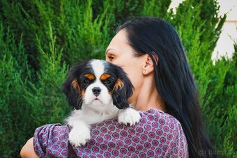 Cavalier King Charles Spaniel s PP (FCI) - 3