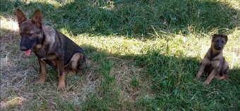 Predám šteniatka fenky  nemeckého ovčiaka - 3