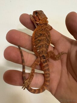 Red Agama bradatá - 3