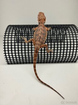 Agama bradatá - samce - 3