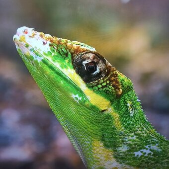 Thomson 4k 55 led lcd tv - 3