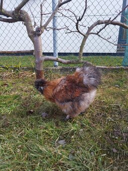 Predám kohúta hodvábničky - 3