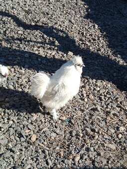 Kohút hodvabničky - 3