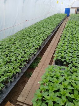 Planty - 3