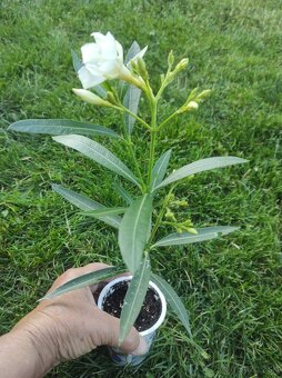 OLEANDER - 3