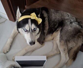 Husky darujem - 3