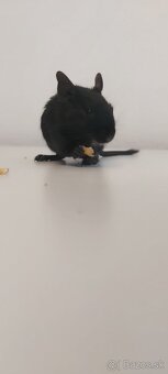 Osmak degu čierne - 3