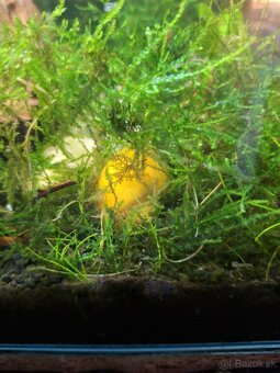 Predám 100l a 30l akvarium s prislusenstvom - 3