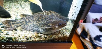 Sumčeky driftwood catfish - 3