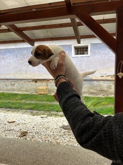 Jack Russell terier - 3
