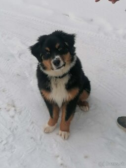 Austrálsky ovčiak - 3