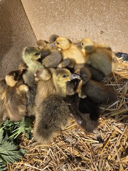 indické bežce, násadové vajcia, káčatá, kačice - 3