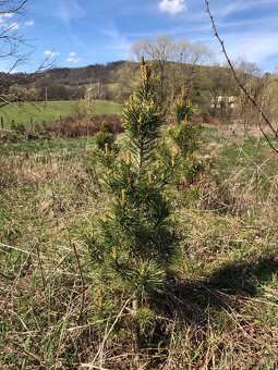 Sibírsky Céder / Pinus Sibirica Stromčeky - 3