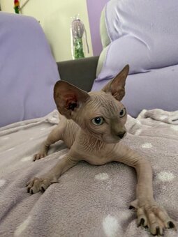 Don Sphynx - 3