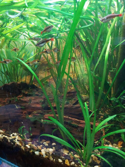 Akvarijné rastliny, Vallisneria natans - 3