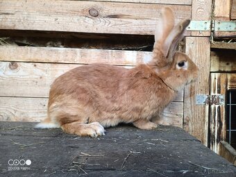 Samica burgundský králik - 3