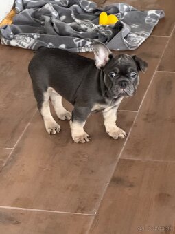 Francúzky buldoček bulldog buldog - 3