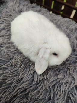 Biela samička minilop s VP - 3