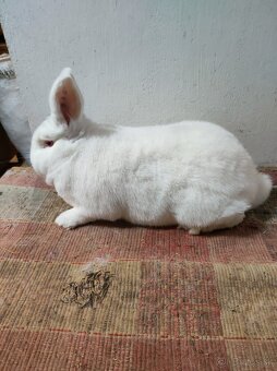 Novozélandský biely - predaj - 3