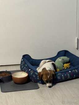 Jack Rusell - Rio - 3